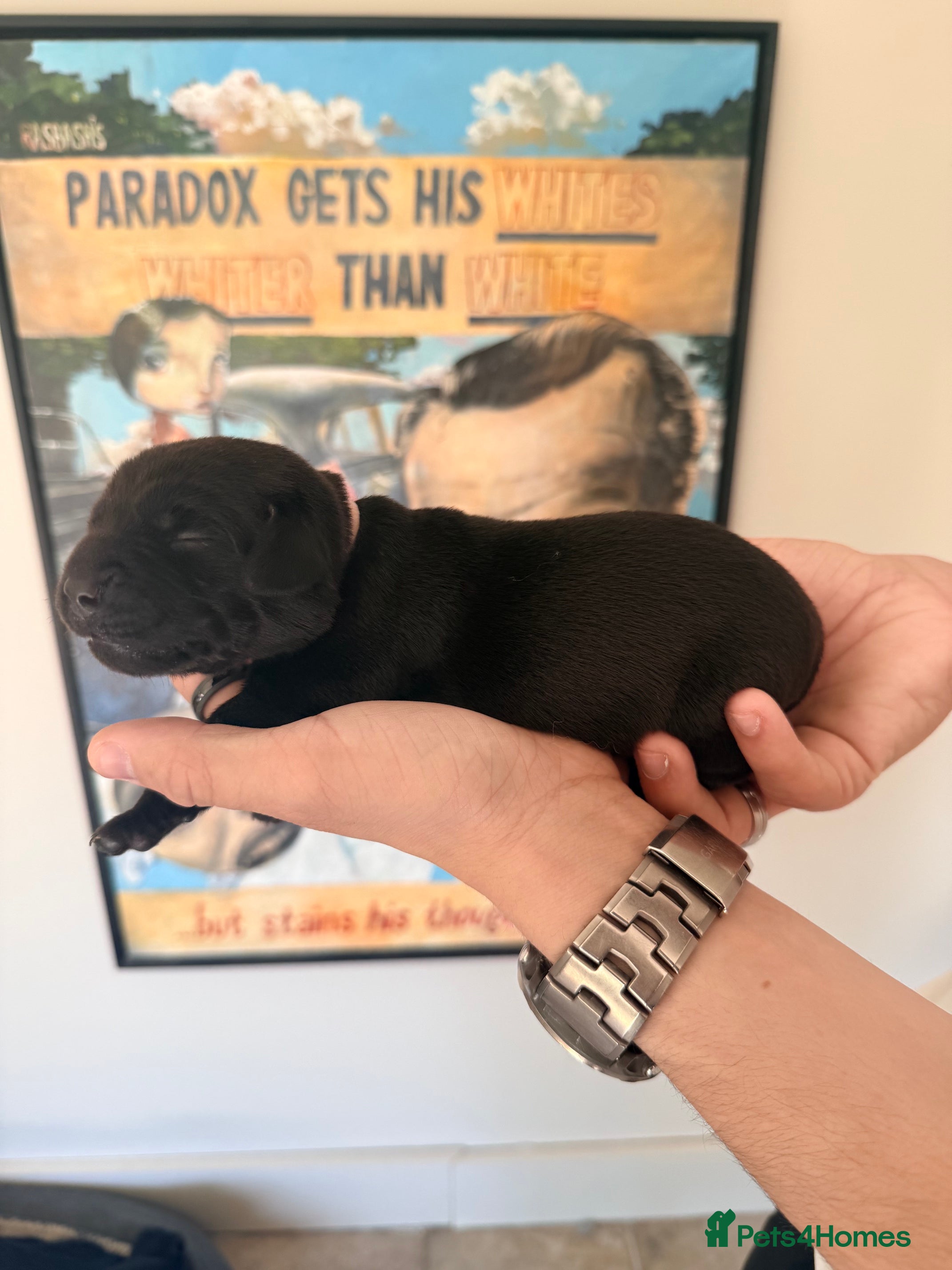 Labrador Retriever dogs KC Registered Working Labrador Puppies - Advert 2