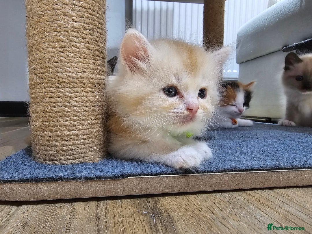 Ragdoll cats for sale: Soo cudly and playfull, two litters! - Advert 27