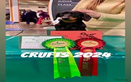 Miniature Dachshund dogs for sale: Beautiful KC Miniature dachshund puppies  - Image 7