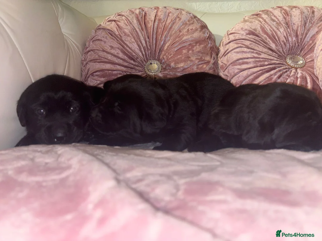 Goldador dogs for sale: Gorgeous Black Goldador Pups - Advert 11