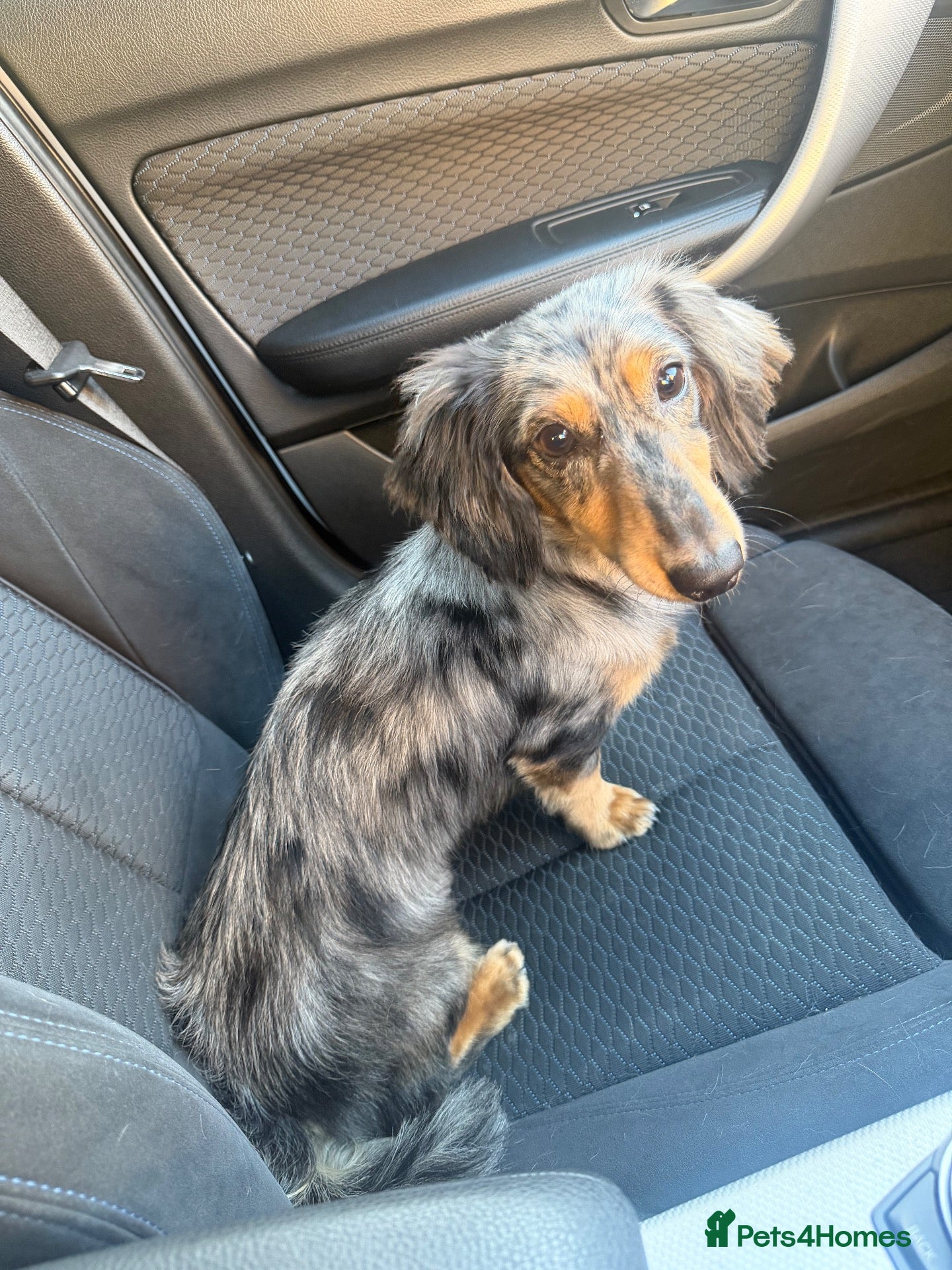 Dachshund dogs Russel - Advert 12