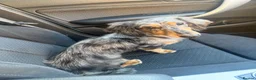 Dachshund dogs for stud: Russel - Advert 1