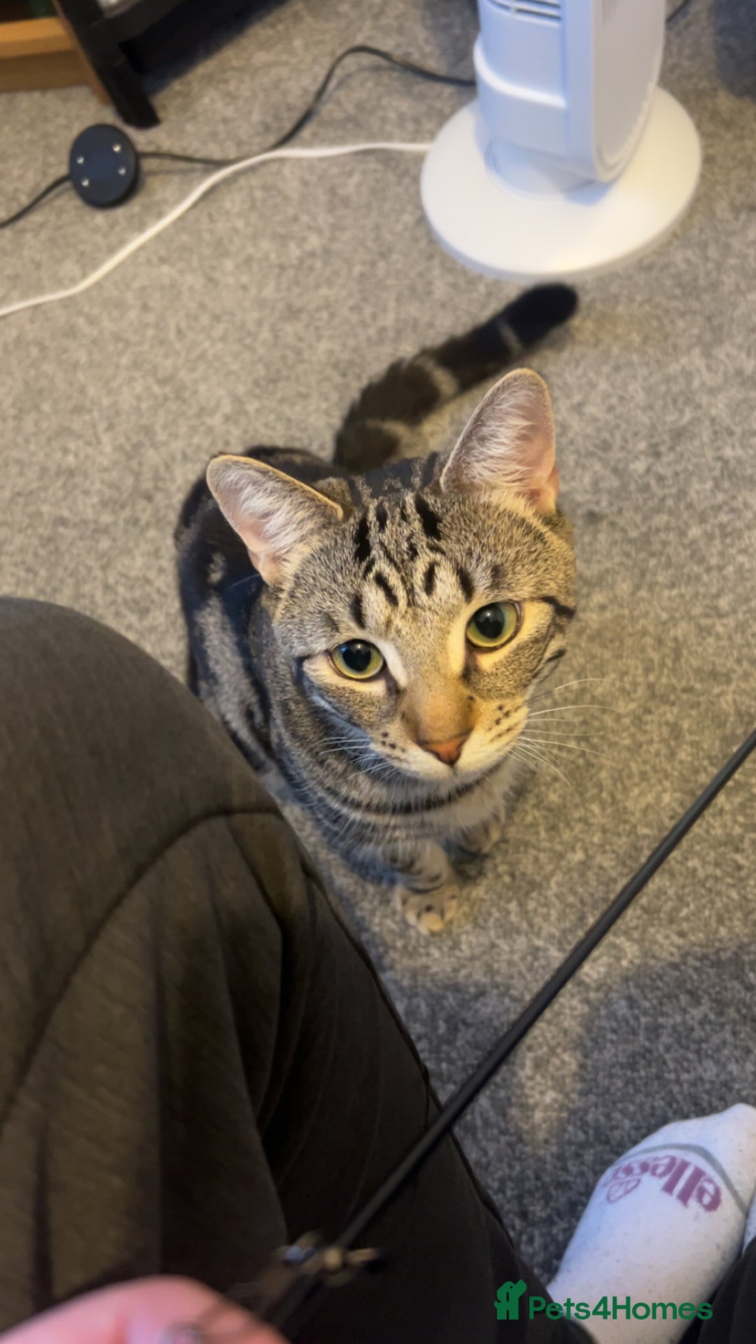 Domestic Shorthair cats for sale: Simba! - Advert 7