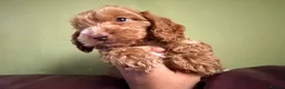 Cockapoo dogs for sale: F1 Cute Fluffy Pups ready to Go Home  - Advert 8