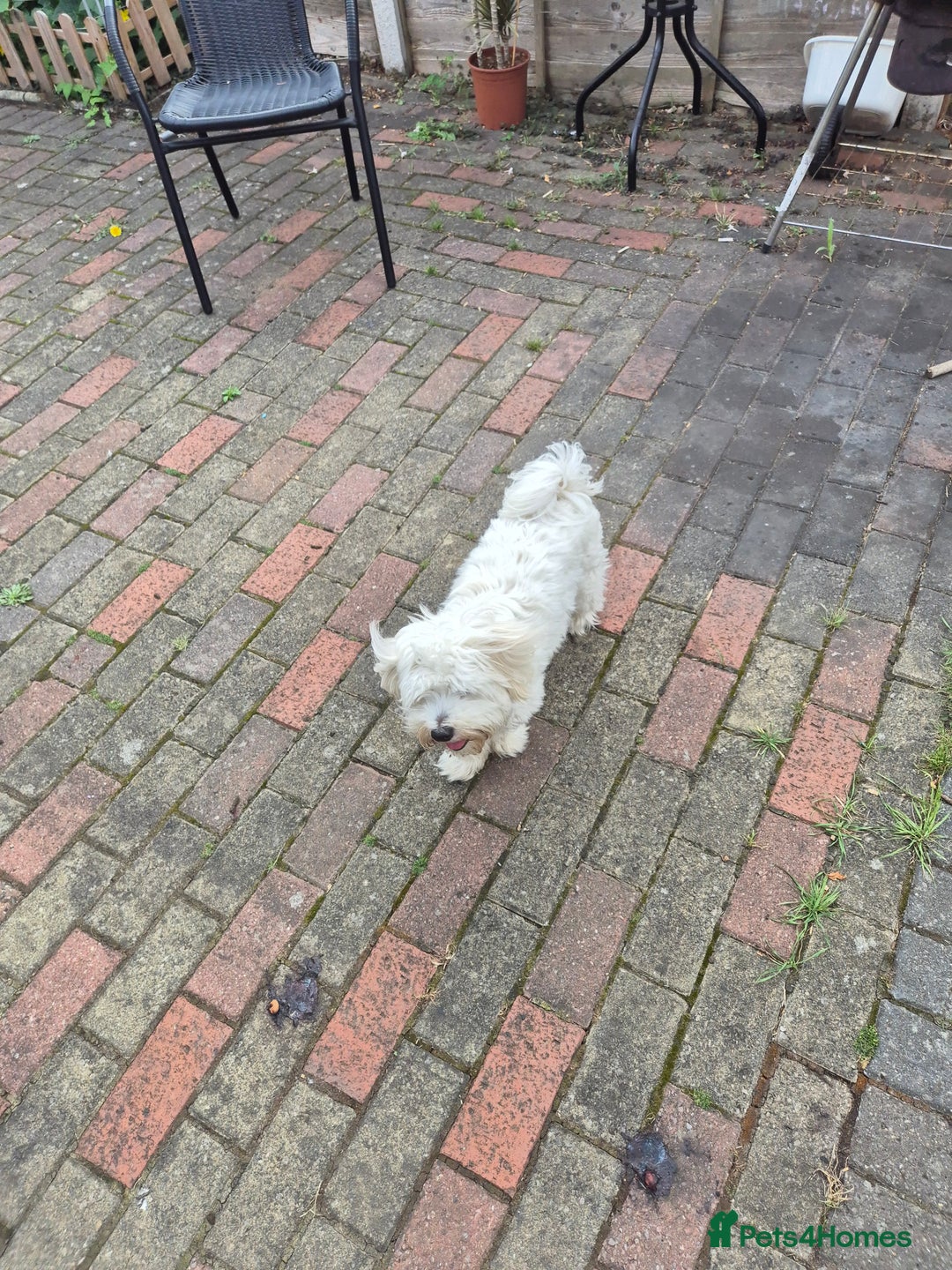 Bichon Frise dogs for sale: Bichon frise  boy - Image 8