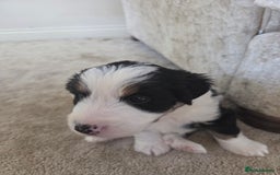 Bordoodle dogs for sale: F2 Bordoodle puppies - Image 16