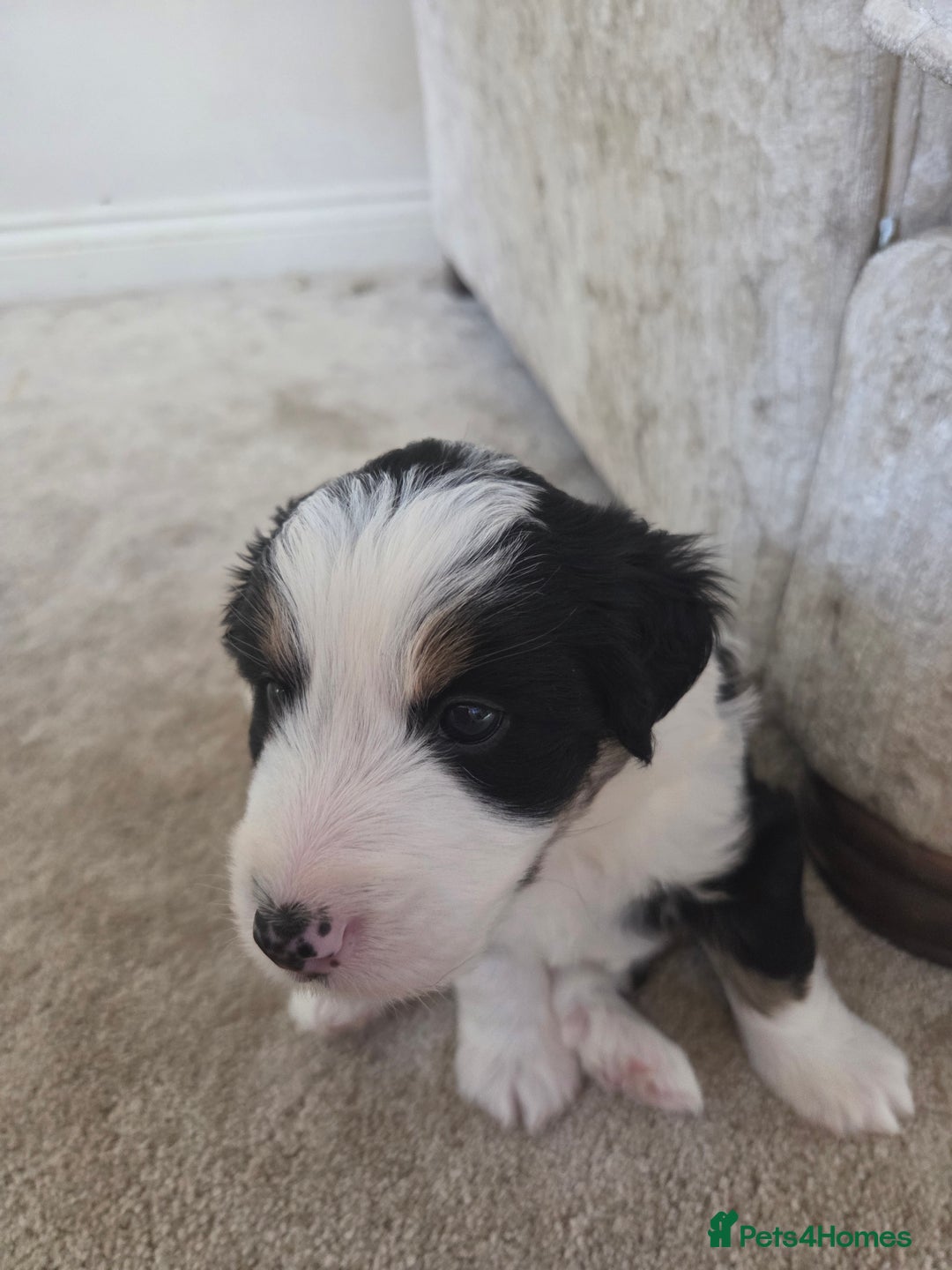 Bordoodle dogs for sale: F2 Bordoodle puppies - Image 16