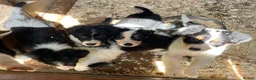 Border Collie dogs for sale: Stunning Border Collie Puppies in Honiton - Advert 6