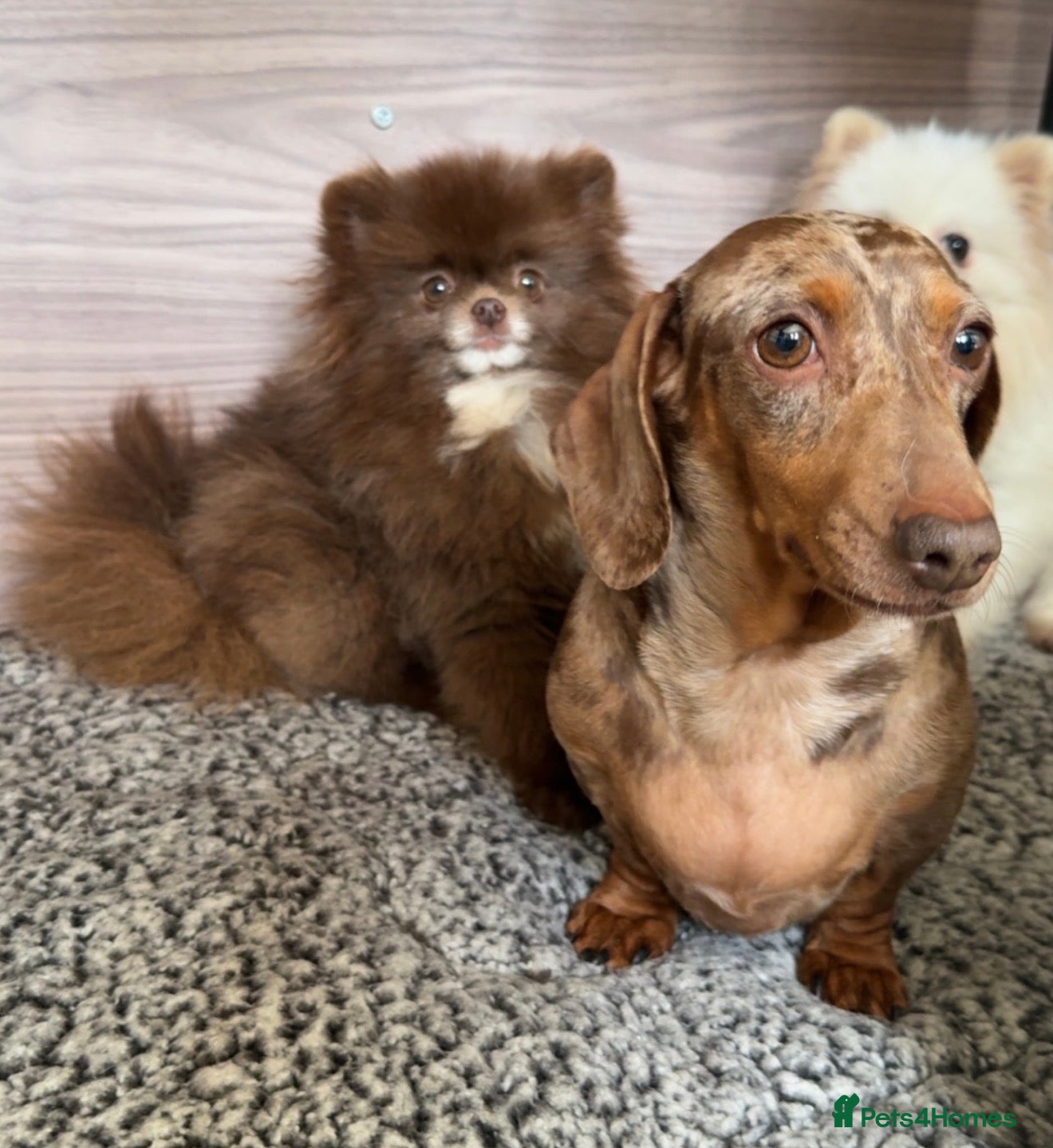 Miniature Dachshund dogs ONLY CHOCO DAPPLE FEMALE AVAILABLE  - Advert 11