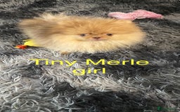 Pomeranian dogs for sale: 3 outstanding Pomeranian puppies  - Image 1