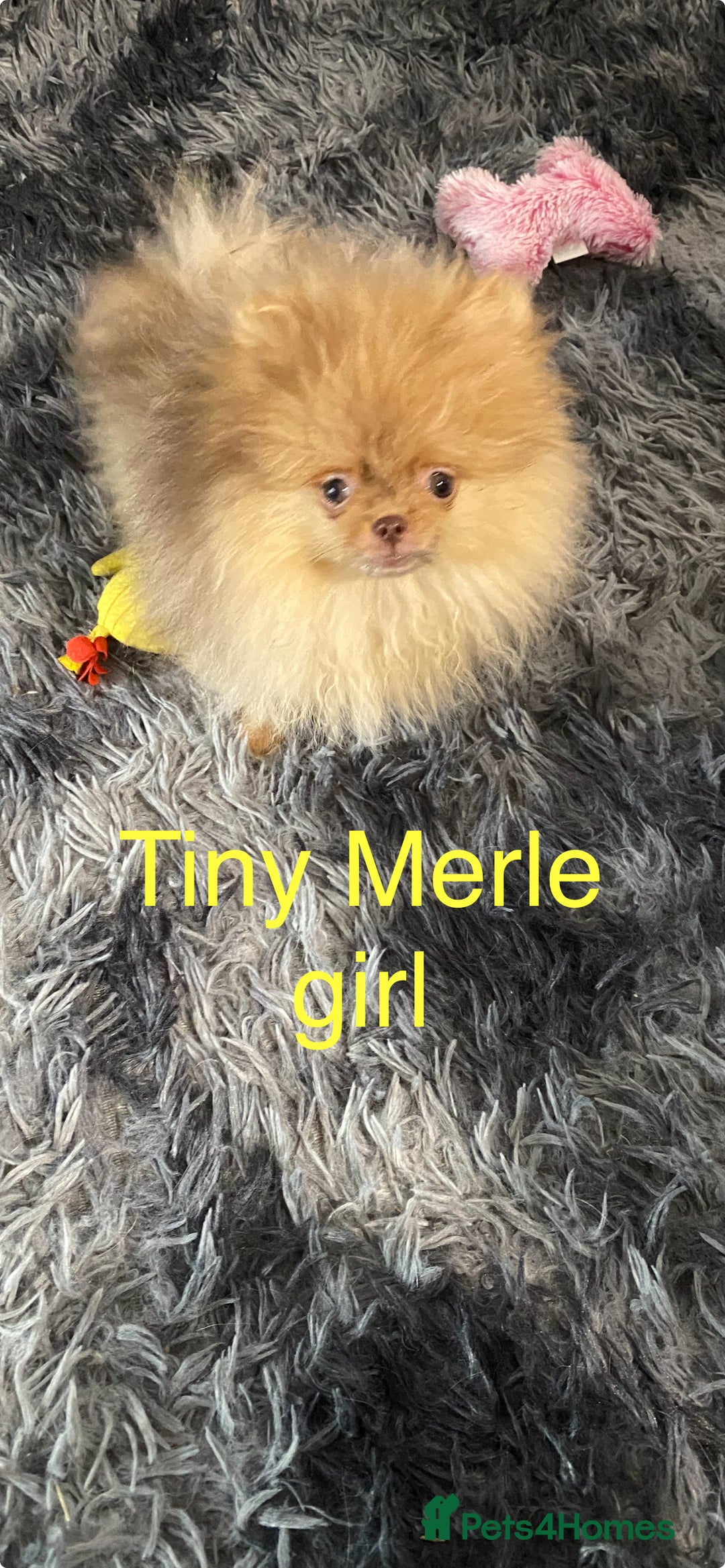 Pomeranian dogs for sale: 3 outstanding Pomeranian puppies  - Image 1