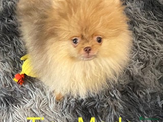 Pomeranian dogs - Advert 24