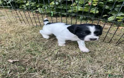 English Springer Spaniel dogs for sale: OFTAW Springer Spaniel Puppies fantastic pedigree - Image 1