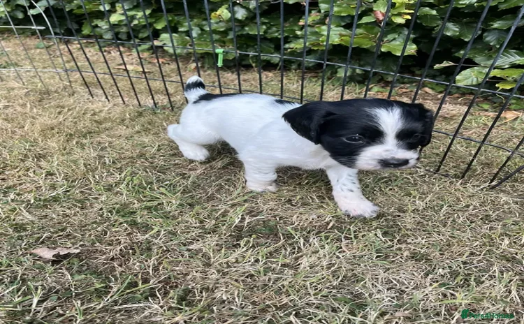 English Springer Spaniel dogs - Advert 10