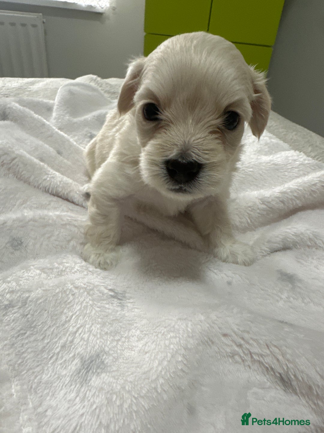 Bichon Frise dogs for sale: LAST PUPPY REMAINING - READY TO LEAVE 28th OFFERS! - Advert 16