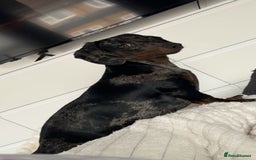 Dachshund dogs for sale: Dachshunds puppies  - Image 7