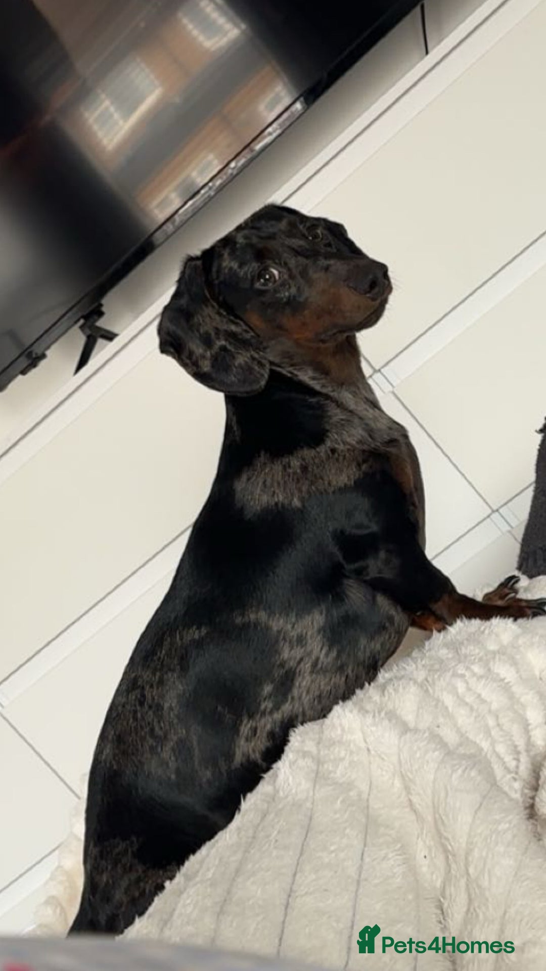 Dachshund dogs for sale: Dachshunds puppies  - Image 7