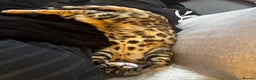 Bengal cats for sale: 1 year old female Bengal - Advert 8