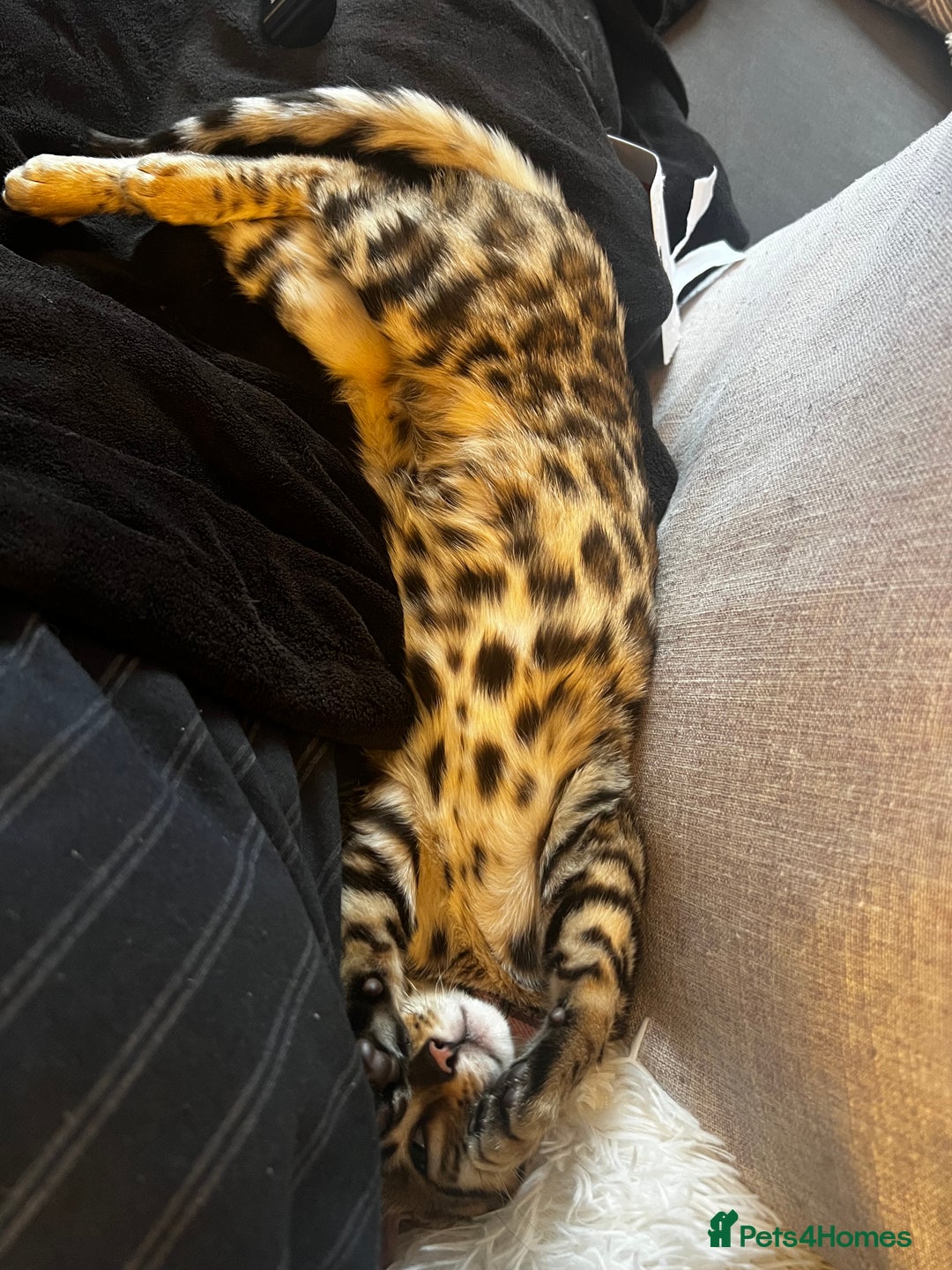 Bengal cats for sale: 1 year old female Bengal - Advert 8