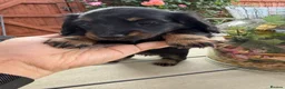 Miniature Dachshund dogs for sale:  Adorable Miniature Dachshund Puppies - Advert 16