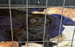 Cocker Spaniel dogs for sale: cockerspaniels  - Image 12