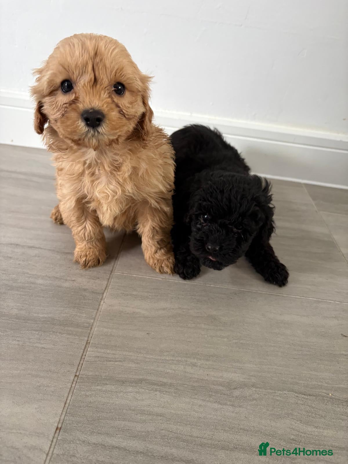 Cockapoo dogs Two Beautiful Cockapoo puppies for sale  - Advert 1