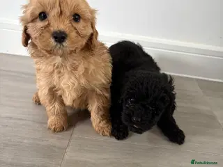 Cockapoo dogs Two Beautiful Cockapoo puppies for sale - Advert 1