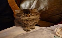 British Longhair cats for sale: Stunning kittens - Image 3