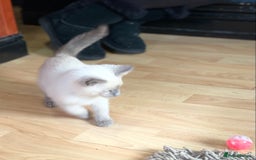 Siamese cats for sale: SIAMESE KITTENS - Image 10