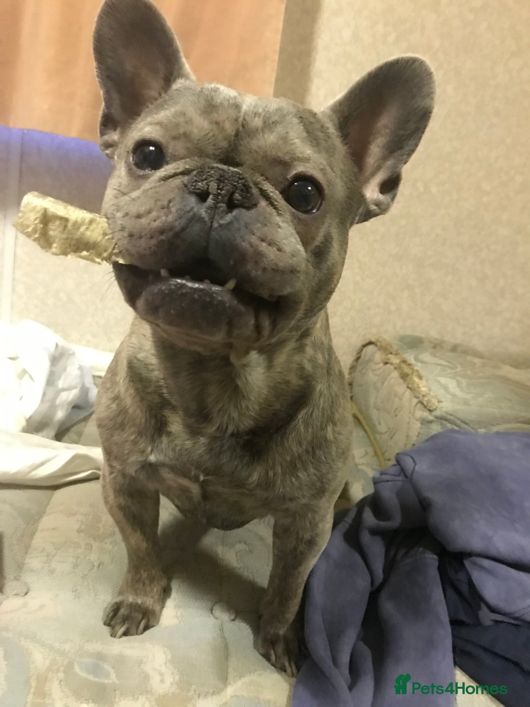French Bulldog dogs for sale: Blue brindle French bulldog  - Image 4