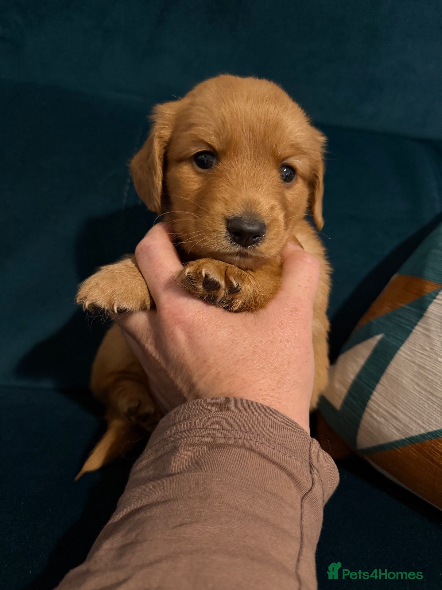 Dachshund dogs KC registered mini long hairs (1 boy left) - Advert 6