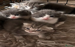 British Longhair cats for sale: British blue cross ragdoll kittens - Image 17