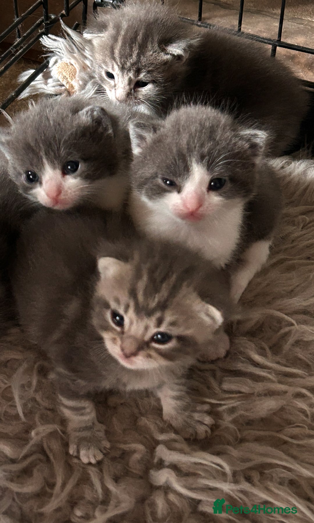 British Longhair cats for sale: British blue cross ragdoll kittens - Image 17