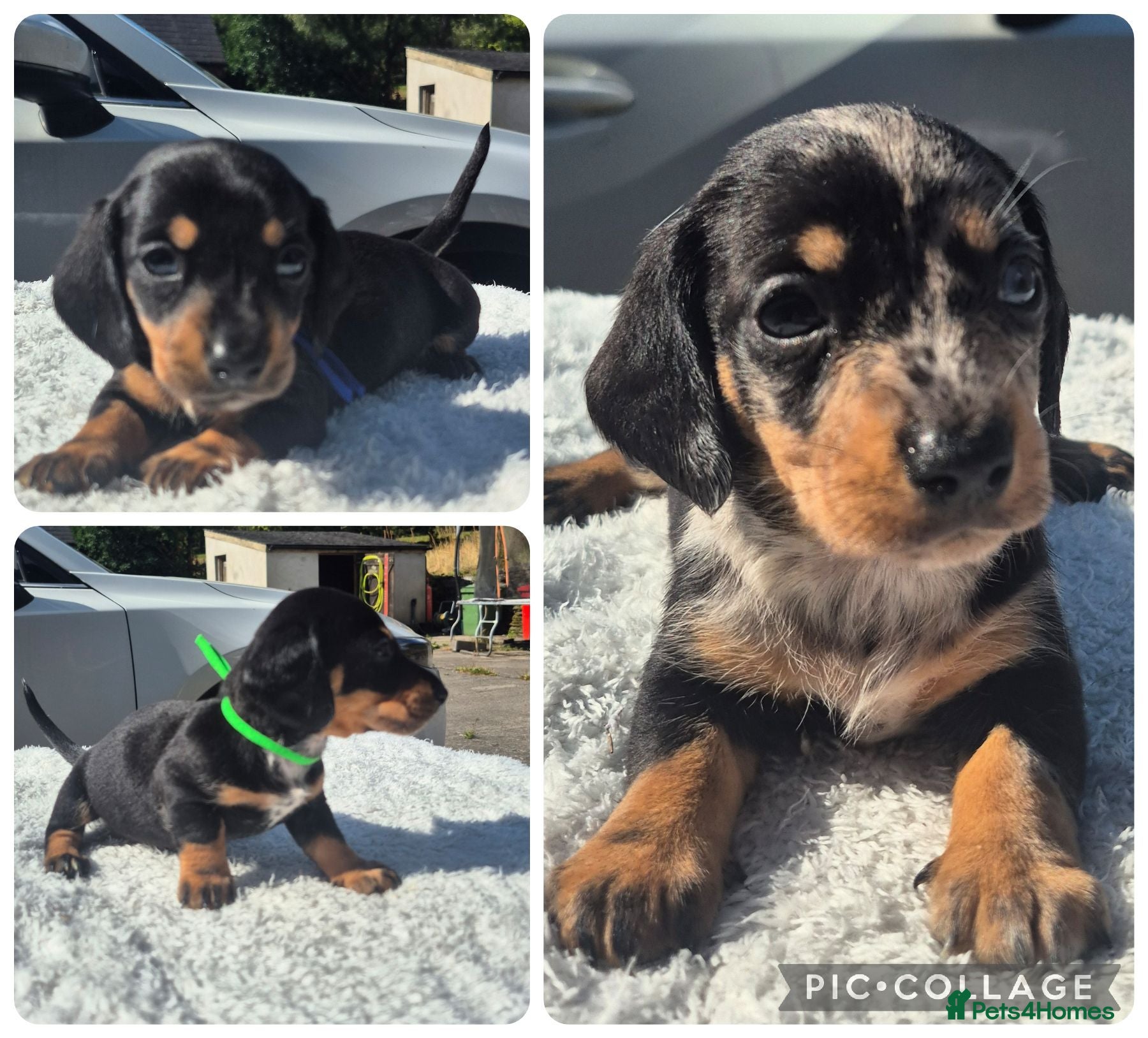 Miniature Dachshund dogs PRA CLEAR MINIATURE DACHSHUND PUPPIES - Advert 15