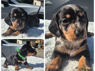 Miniature Dachshund dogs PRA CLEAR MINIATURE DACHSHUND PUPPIES - Advert 1