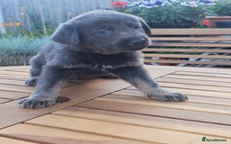 German Shepherd dogs for sale: Blue German shepherds for sale - Image 4