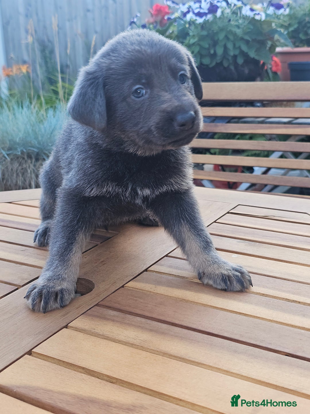 German Shepherd dogs for sale: Blue German shepherds for sale - Image 4