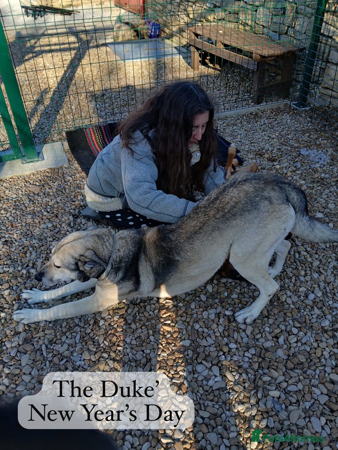 Mixed Breed dogs for adoption: The Duke, 8 yrs approx. Available for adoption. - Advert 35