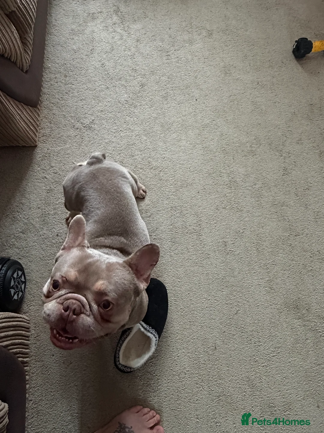 French Bulldog dogs for sale: New shade Isabella French bulldog - Advert 3