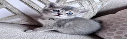 British Shorthair cats for sale: Beautiful British Shorthair Kittens Blue Eyes - Advert 3