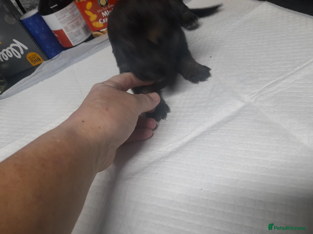 German Shepherd dogs for sale: Stunning German shepherd puppies - Advert 14