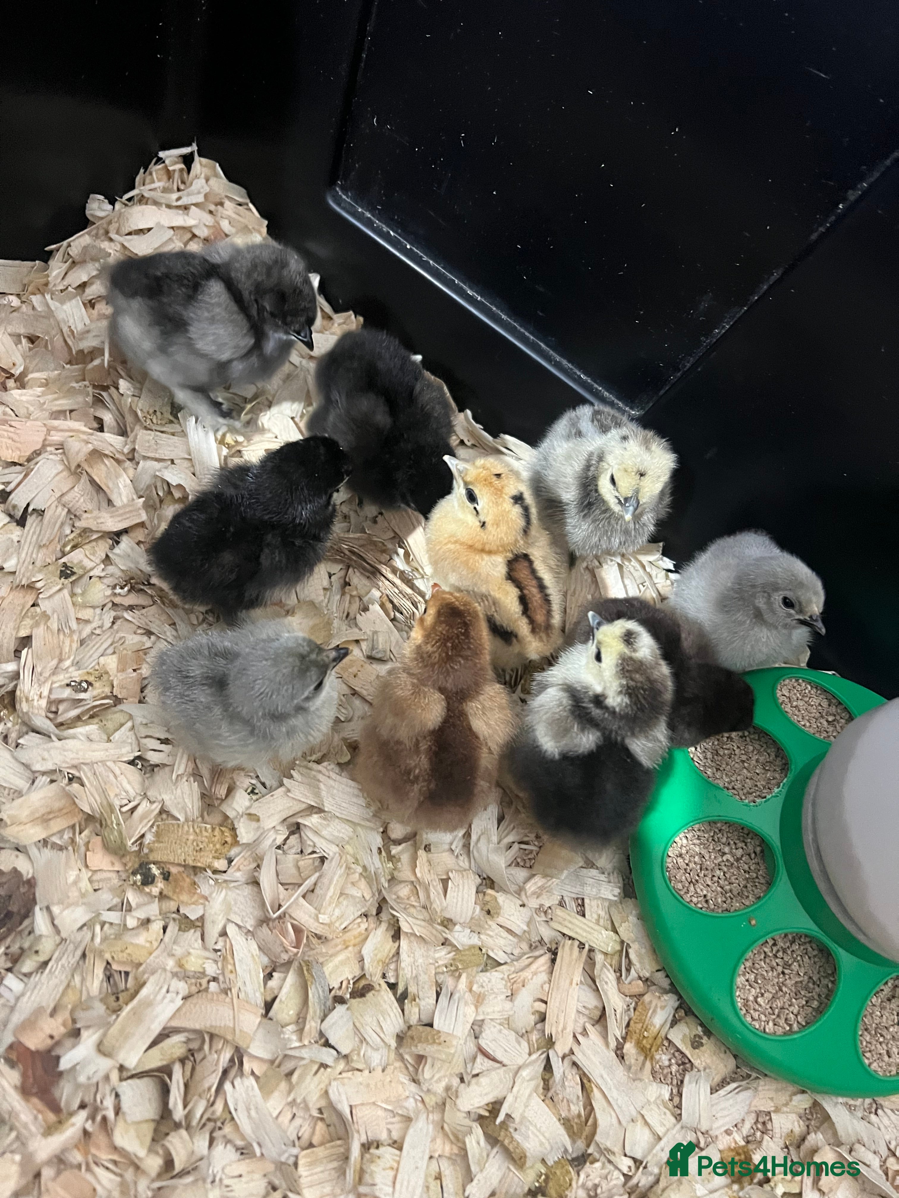 Chickens poultry Mixed Pekin, Silkie and Crossbred Chicks - Advert 1