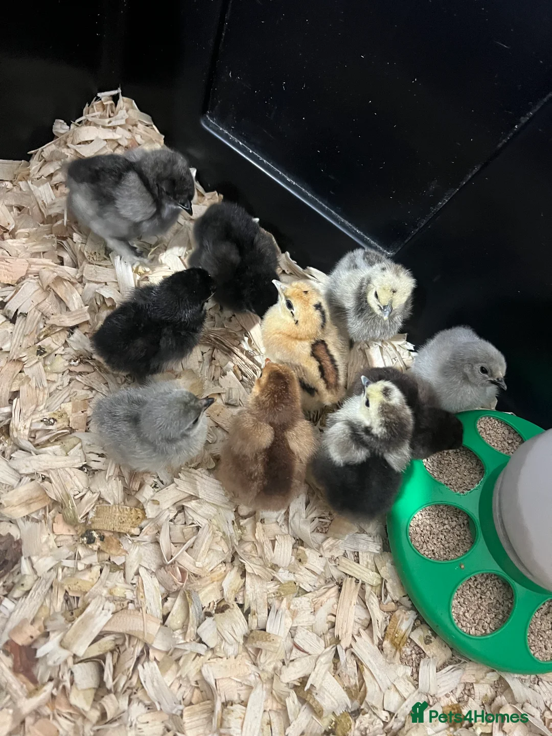 Chickens poultry for sale: Mixed Pekin, Silkie and Crossbred Chicks - Advert 1