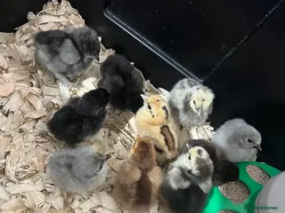 Chickens poultry Mixed Pekin, Silkie and Crossbred Chicks - Advert 10