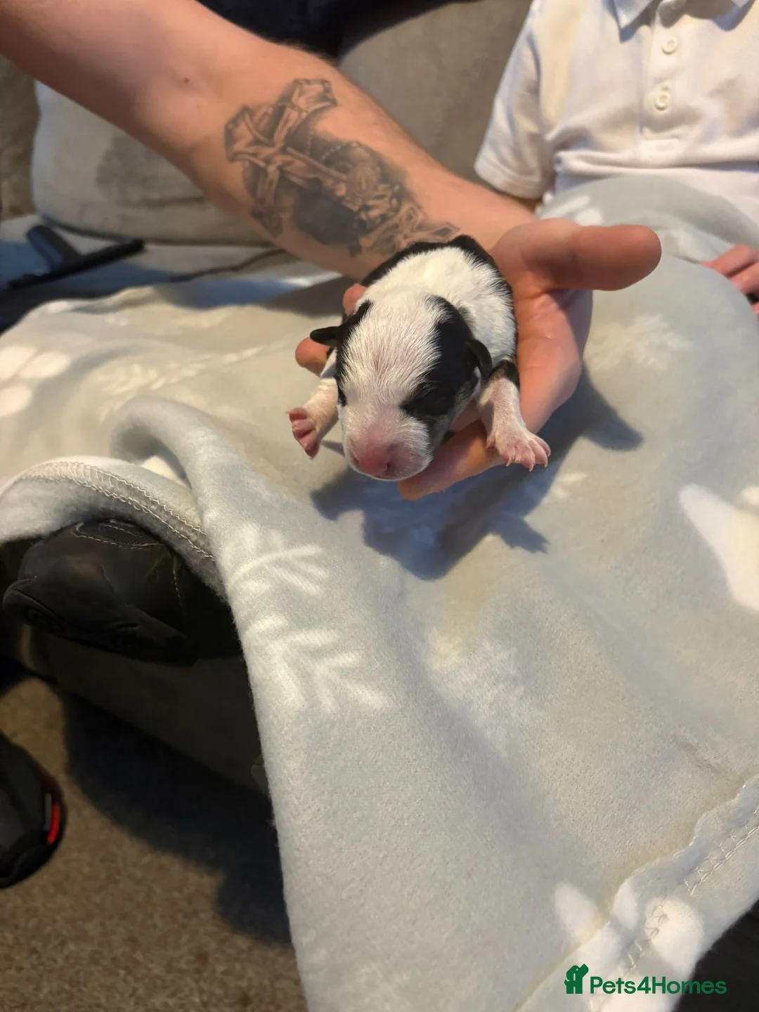 English Bull Terrier dogs for sale: 1x english bull terrier pup kc registered  - Advert 6