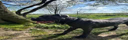 Cane Corso dogs for sale: 8 Month Old Male Cane Corso  in Barnetby - Advert 5