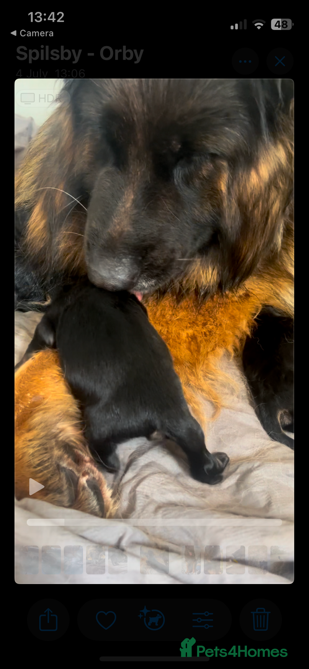 German Shepherd dogs for sale: Stunning Pedigree German Shepherd Puppies - Image 5