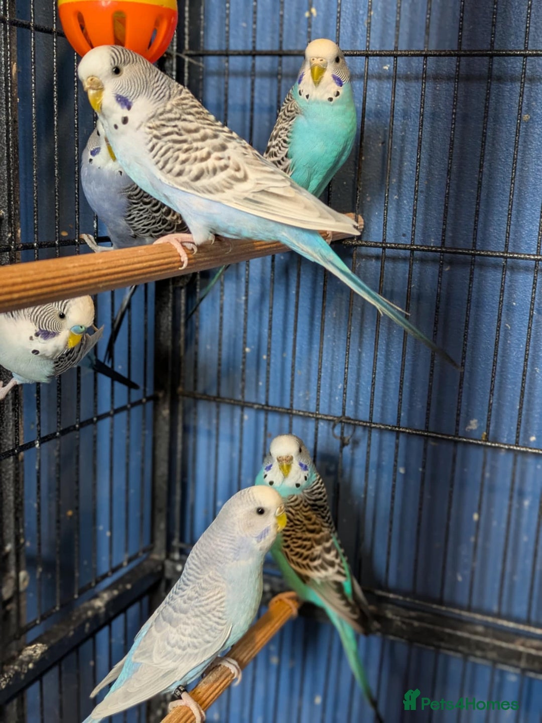 Budgerigars birds for sale: Clearbody colour budgierigar(minis) for sale. - Image 8