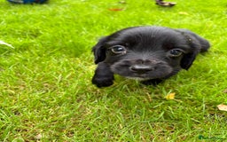 Sprocker dogs for sale: Beautiful Sprocker pups - Image 3