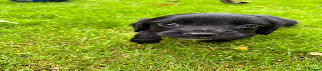 Sprocker Puppy 6